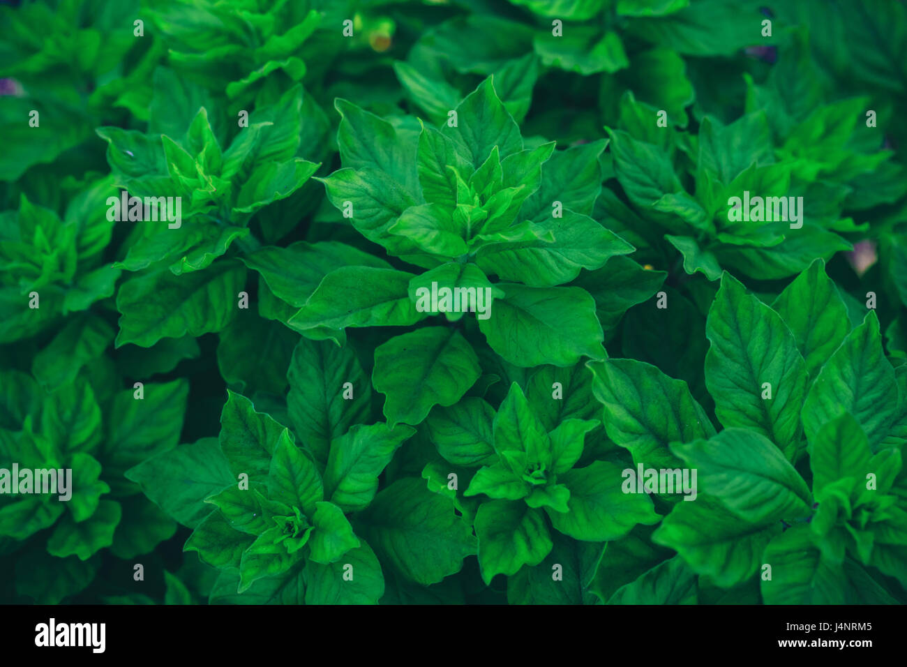 Growing basil or mint plants, top view Stock Photo