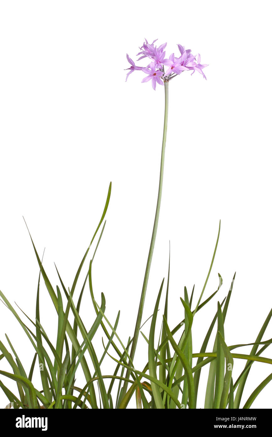 Many leaves and a single stem with an umbel of purple flowers of society garlic or pink agapanthus (Tulbaghia violacea) isolated against a white backg Stock Photo