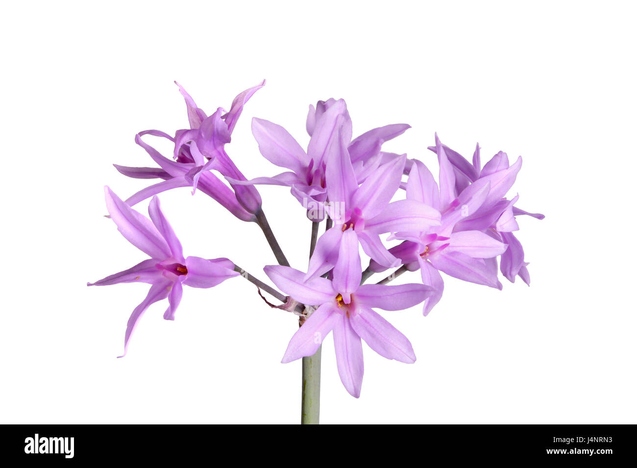 Closeup of a single stem with an umbel of purple flowers of society garlic or pink agapanthus (Tulbaghia violacea) isolated against a white background Stock Photo