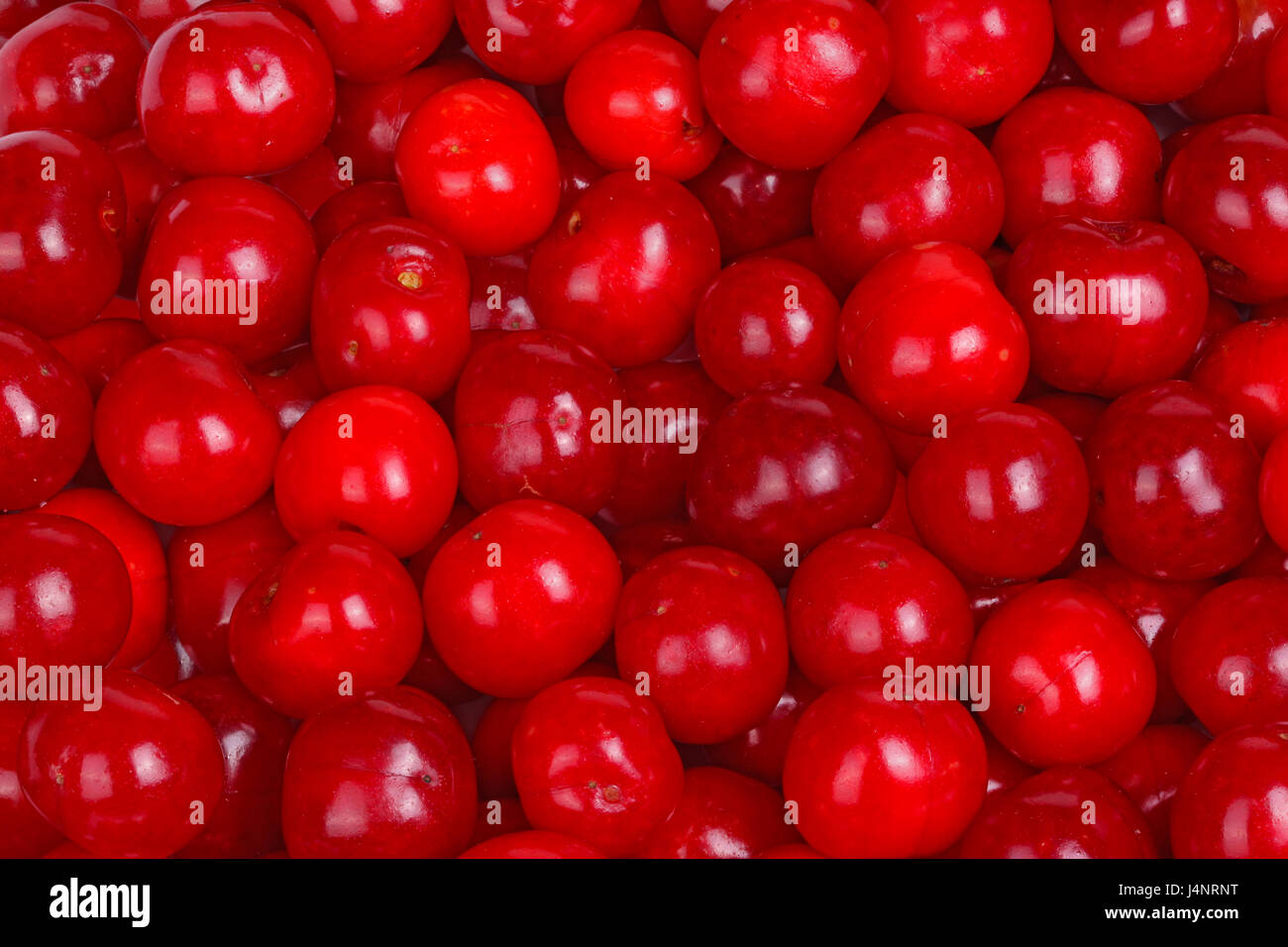 Numerous ripe, red fruit of sour cherries (Prunus cerasus) fill the frame Stock Photo