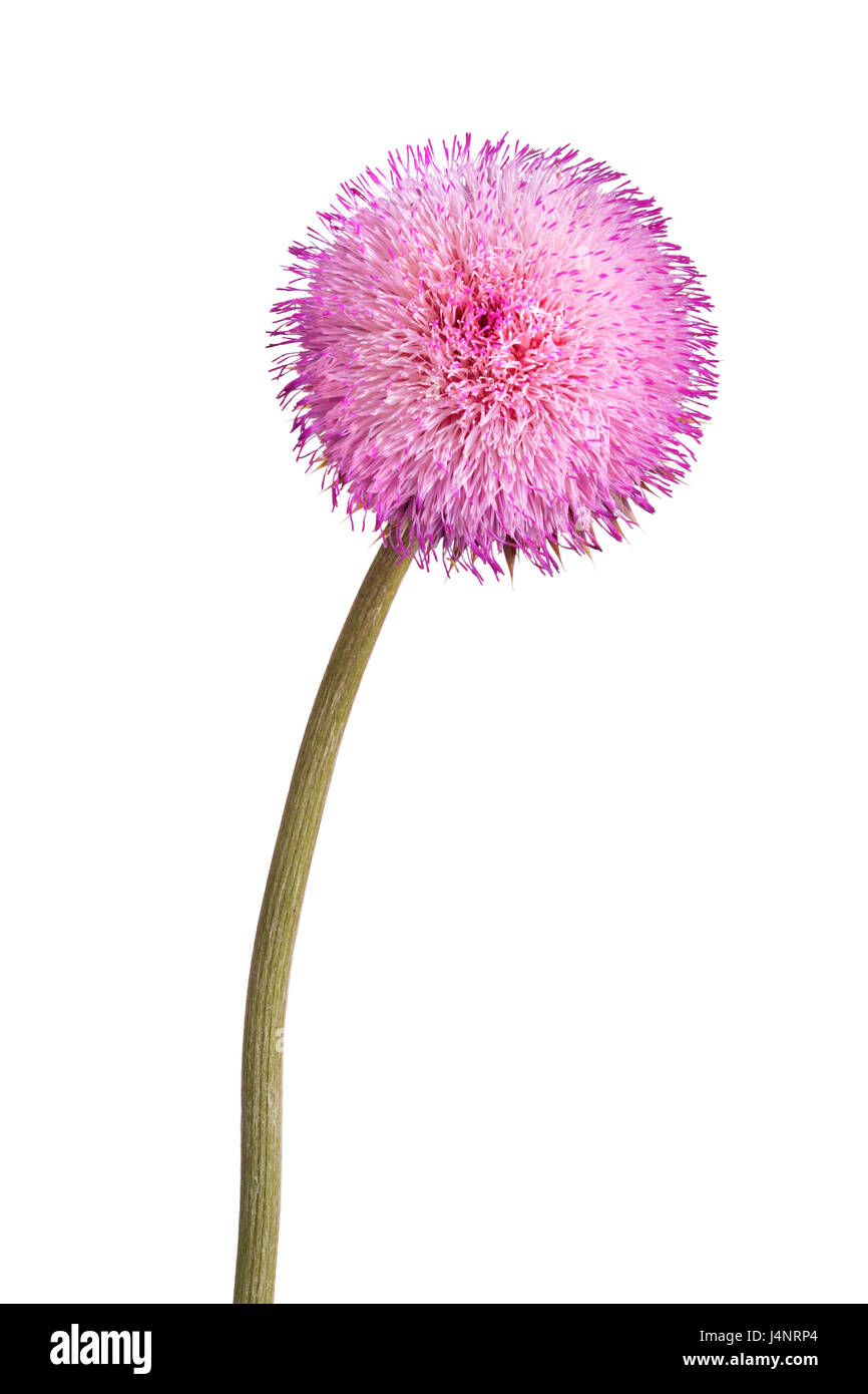 Single stem with a compound flower of musk thistle (Carduus nutans) isolated against a white background Stock Photo