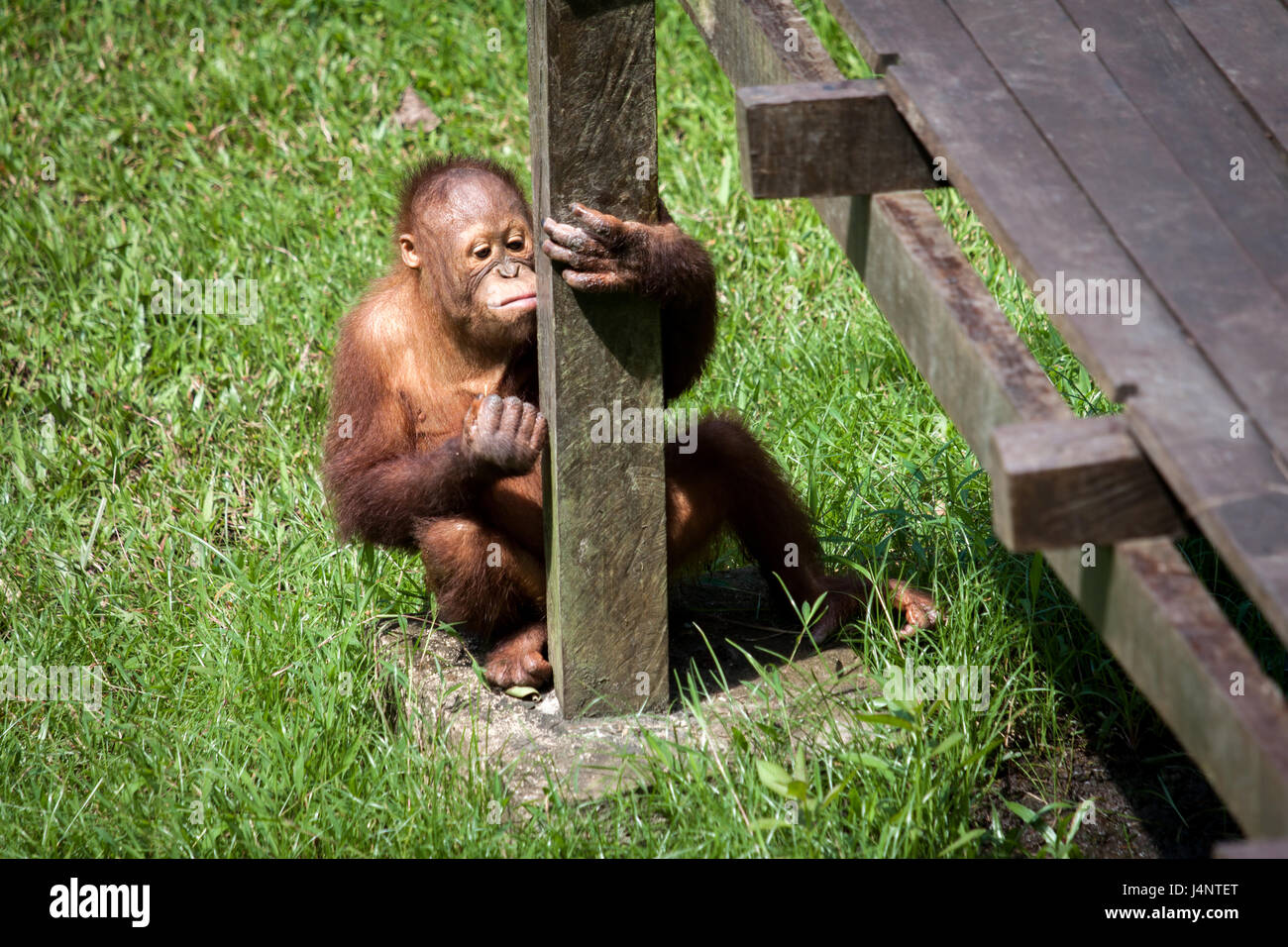 Cute baby Orangutan sitting on the grass amusing itself at Matang Wildlife Center in Borneo. Orangutans are fast becoming an endangered species Stock Photo