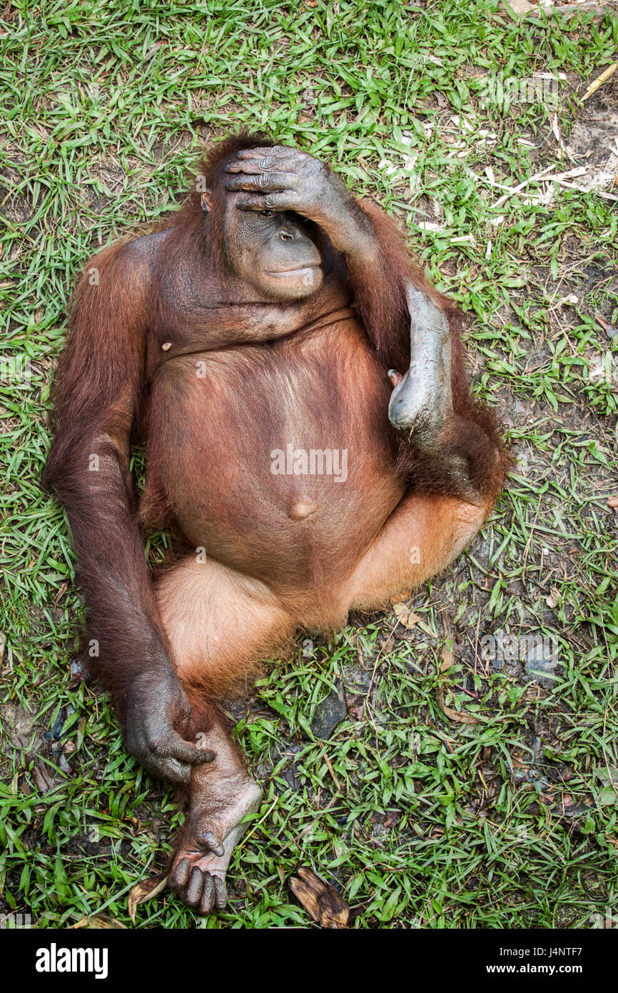 Bornean Orangutan female sitting on grass and having a quiet moment at Matang wildlife center in Sarawak, Malaysian Borneo. Stock Photo
