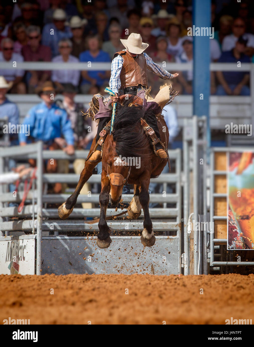 ARCADIA, FLORIDA MARCH 9 Horse bucking contests during the famous