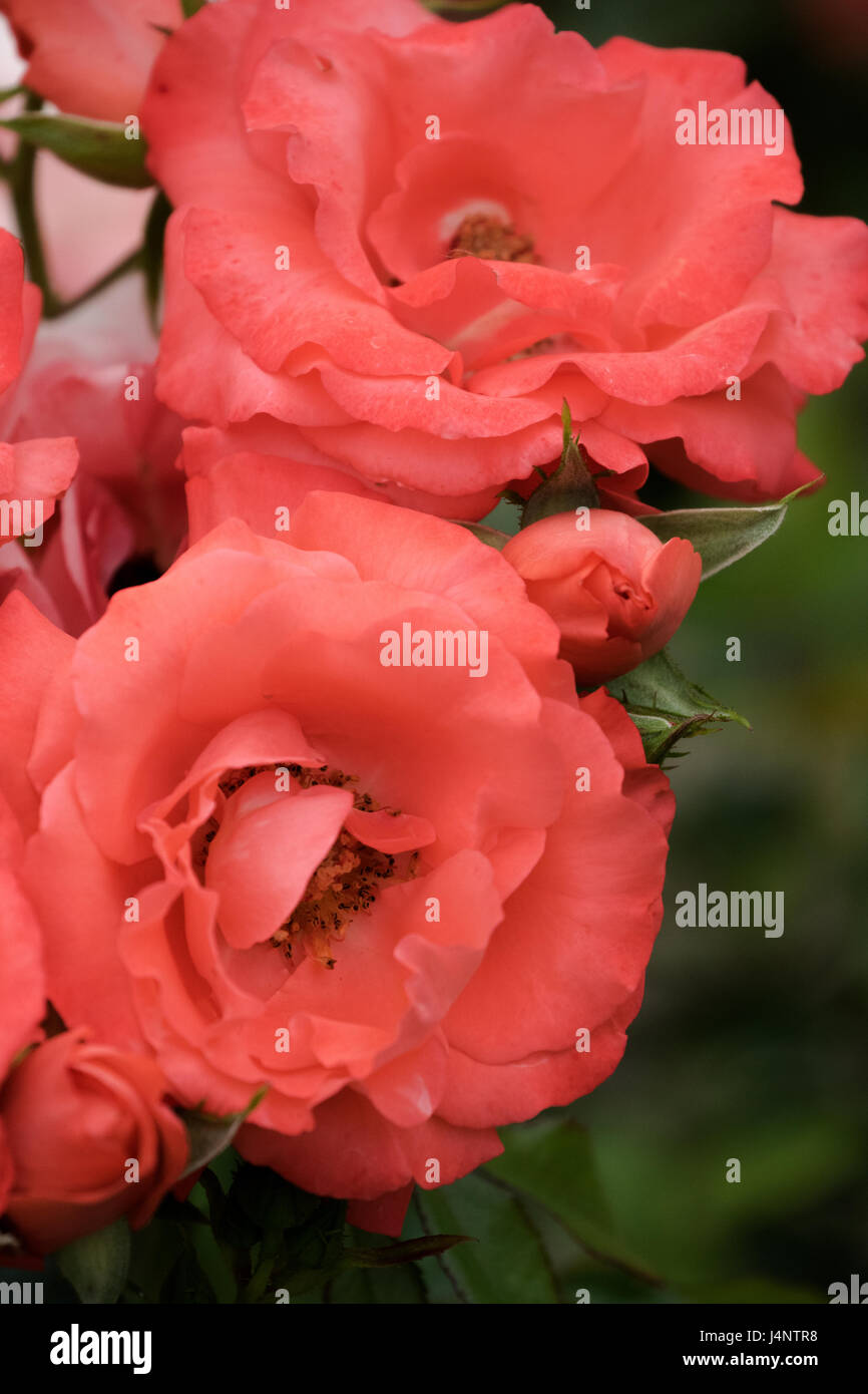 A close-up of Rose flowers. Stock Photo