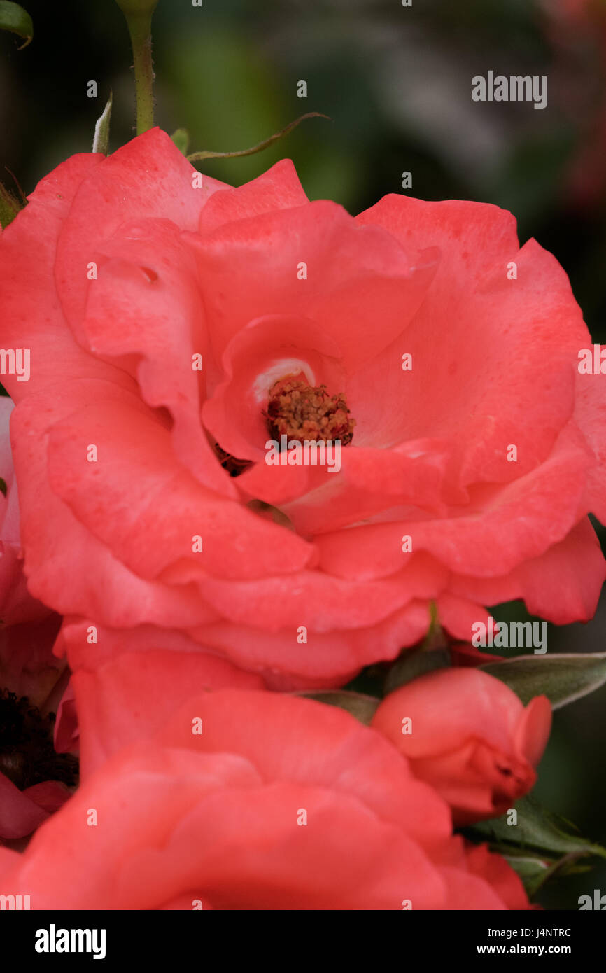 A close-up of Rose flowers. Stock Photo
