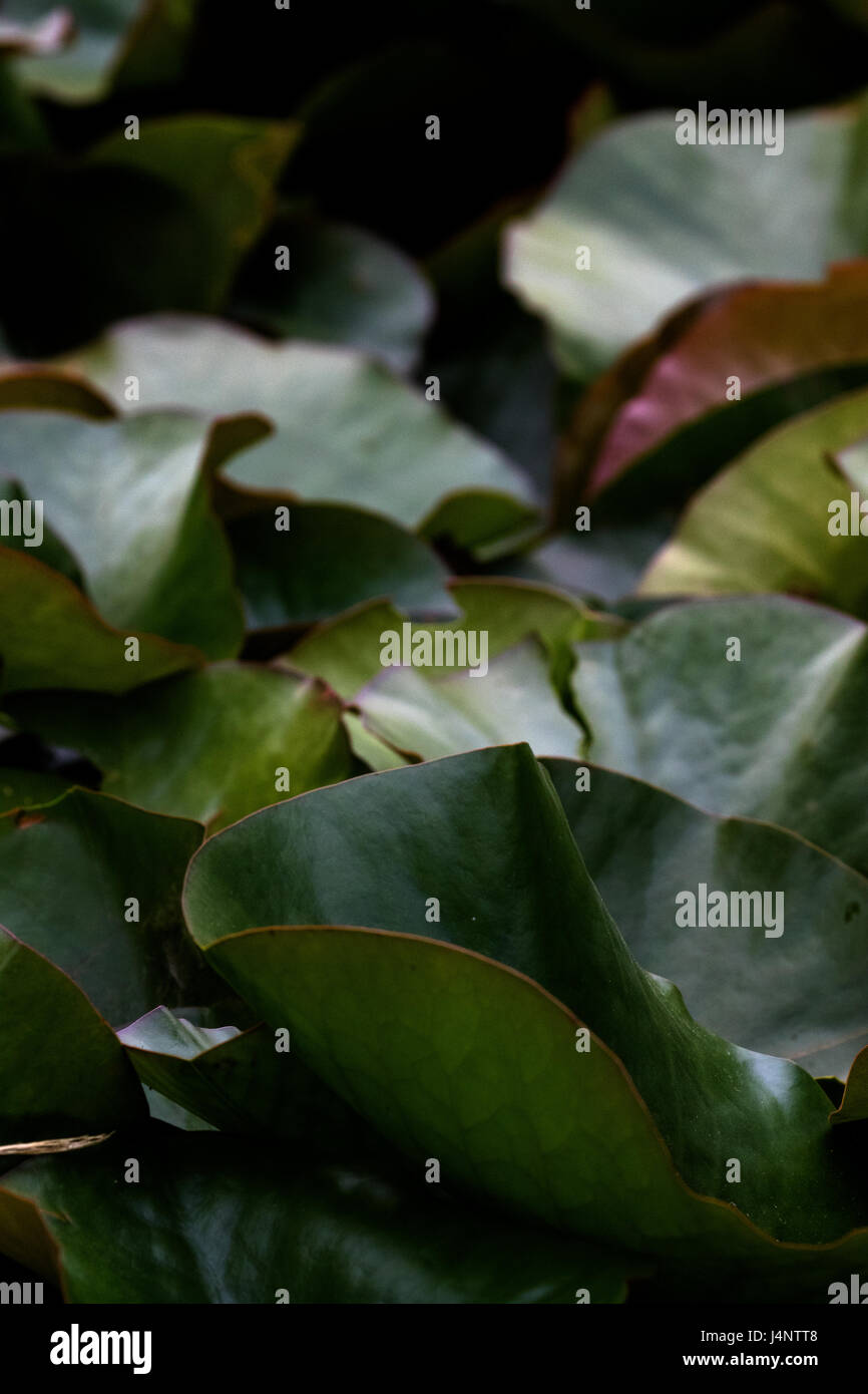 A photograph of water lily leaves. Stock Photo