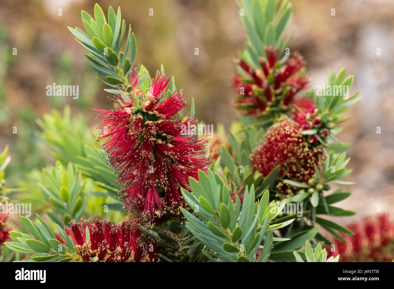 A close-up photograph of a Bottlebrush plant showing the unique cylindrical shaped nature of the flower. Stock Photo