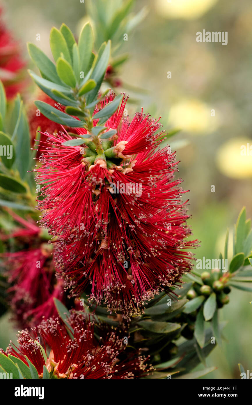 A close-up photograph of a Bottlebrush plant showing the unique cylindrical shaped nature of the flower. Stock Photo