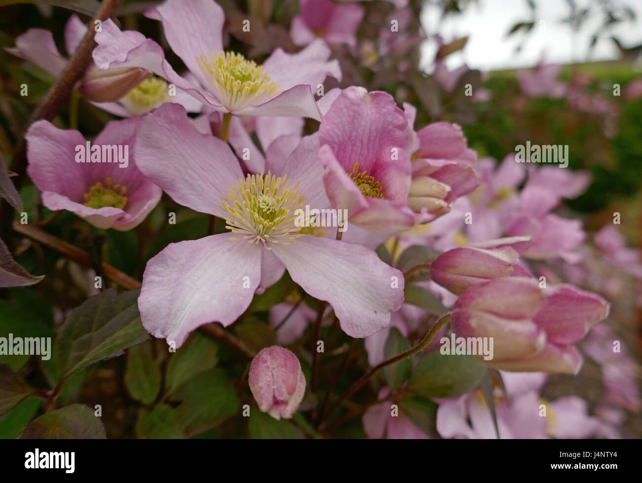 Clematis montana, pink flower, climbing plant Stock Photo Alamy