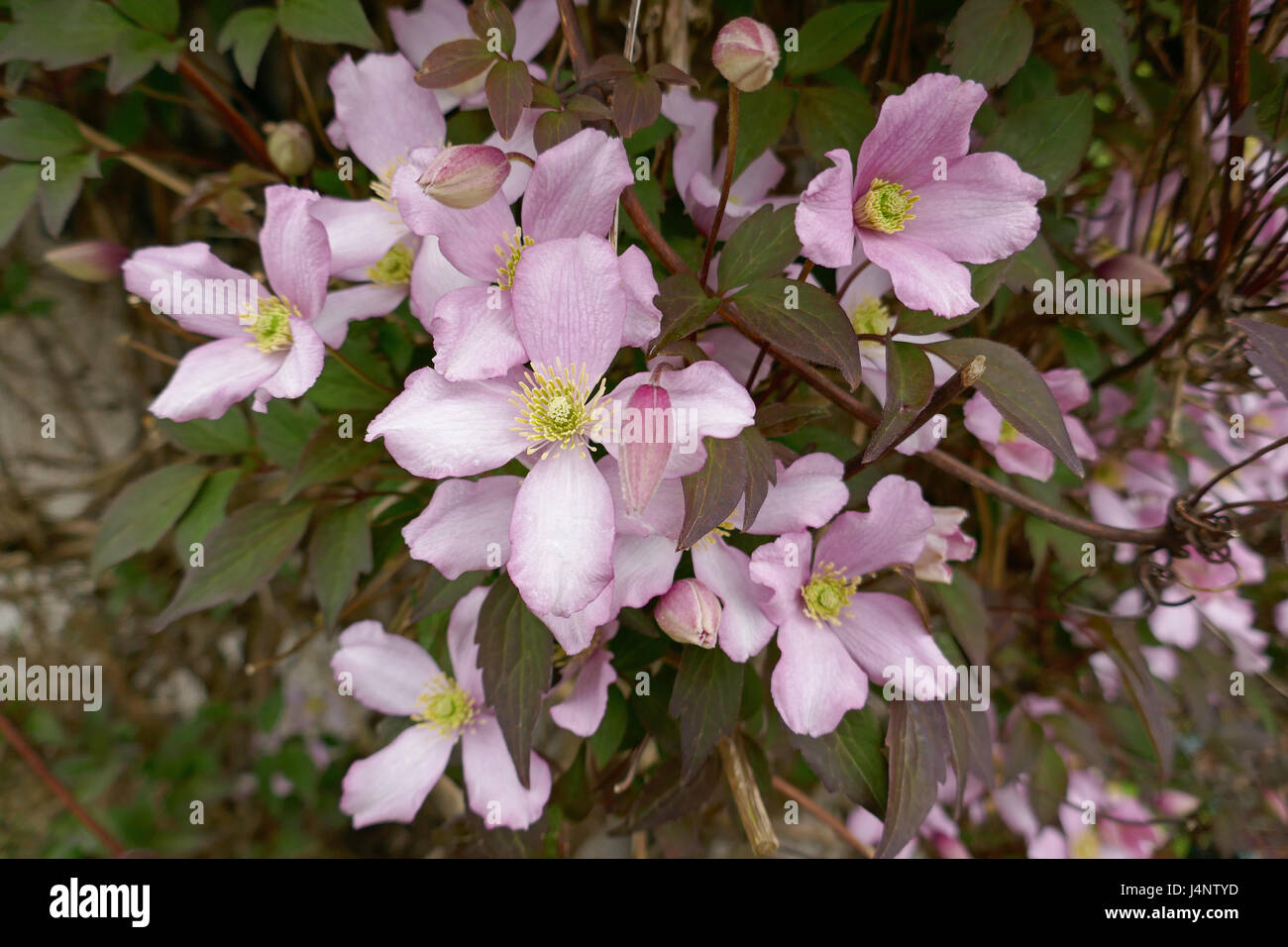 Clematis montana, pink flower, climbing plant Stock Photo Alamy