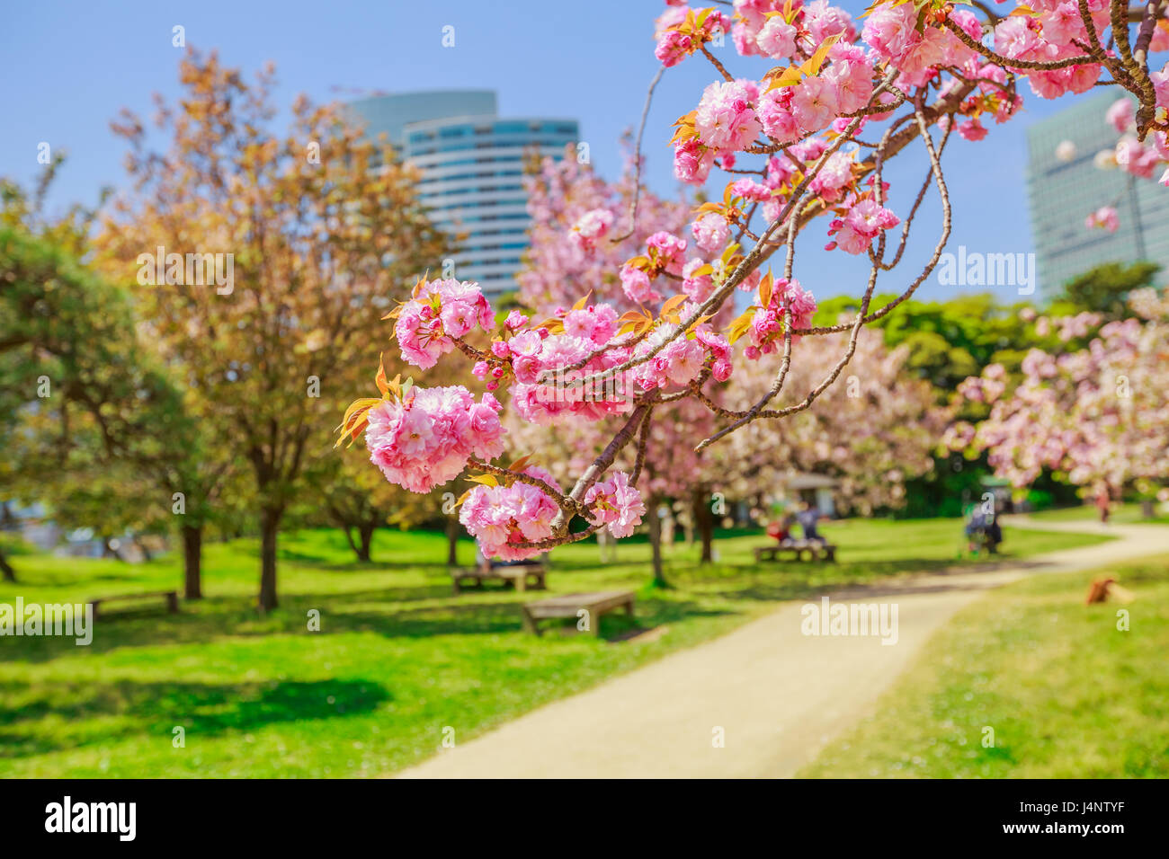 Garden Sakura Tokyo Stock Photo - Alamy