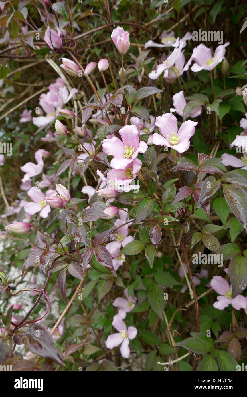 Clematis montana, pink flower, climbing plant Stock Photo Alamy