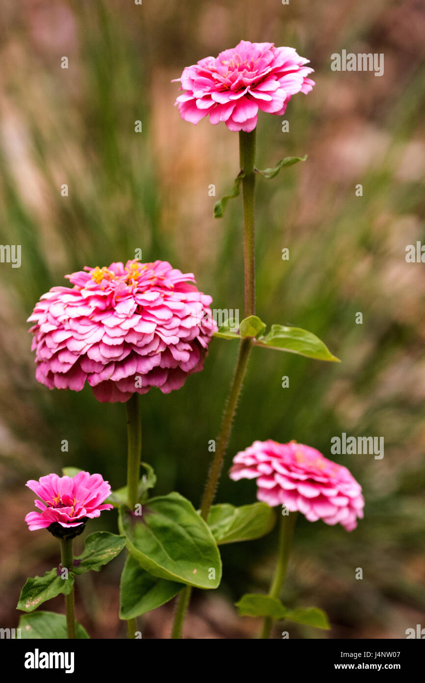 A photograph of pink Zinnia flowers in a garden taken in the Spring of 2017, May to be more specific. Stock Photo