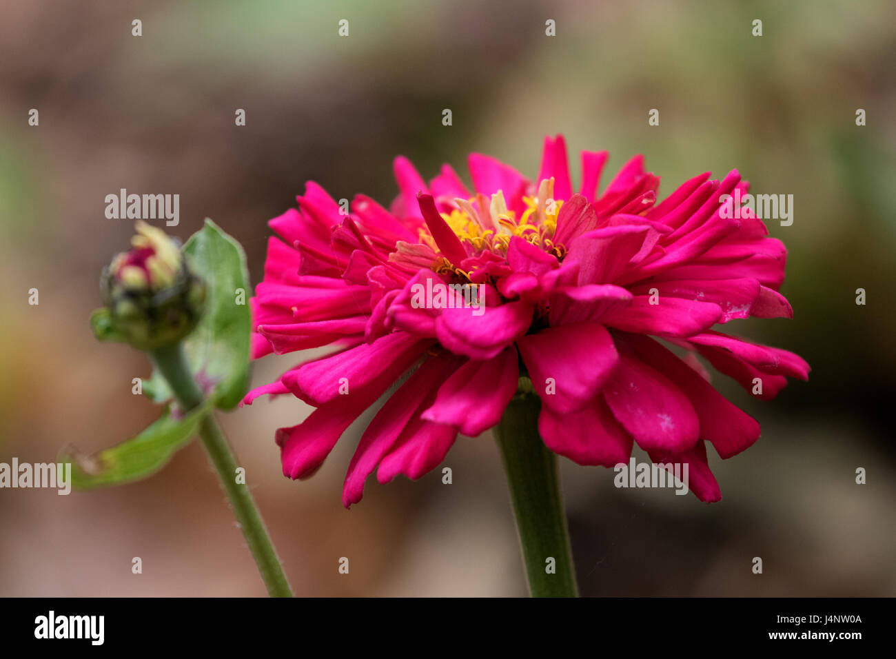 A photograph of red Zinnia flowers in a garden taken in the Spring of 2017, May to be more specific. Stock Photo