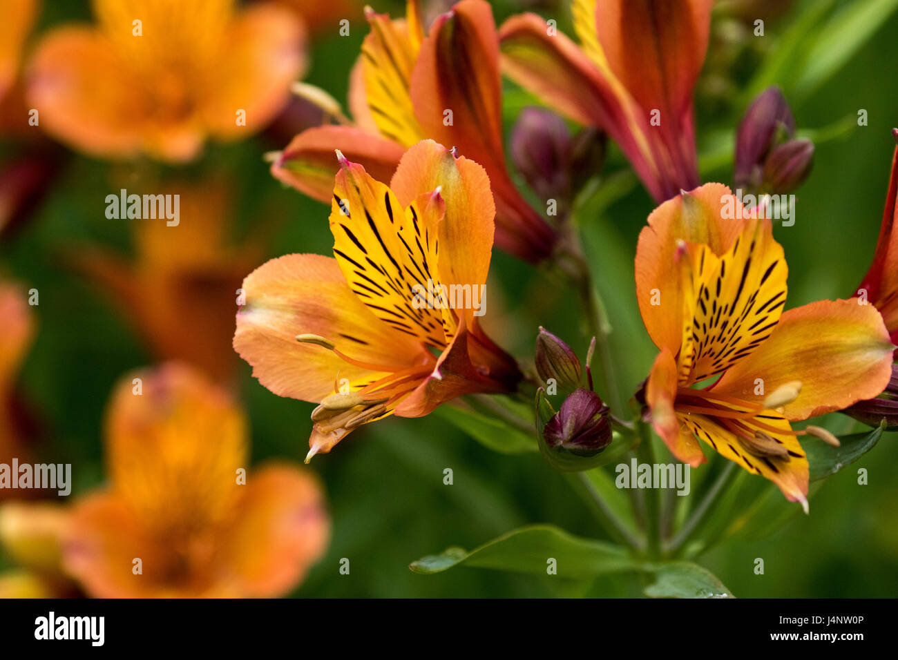 Orange Peruvian Lilies Stock Photo