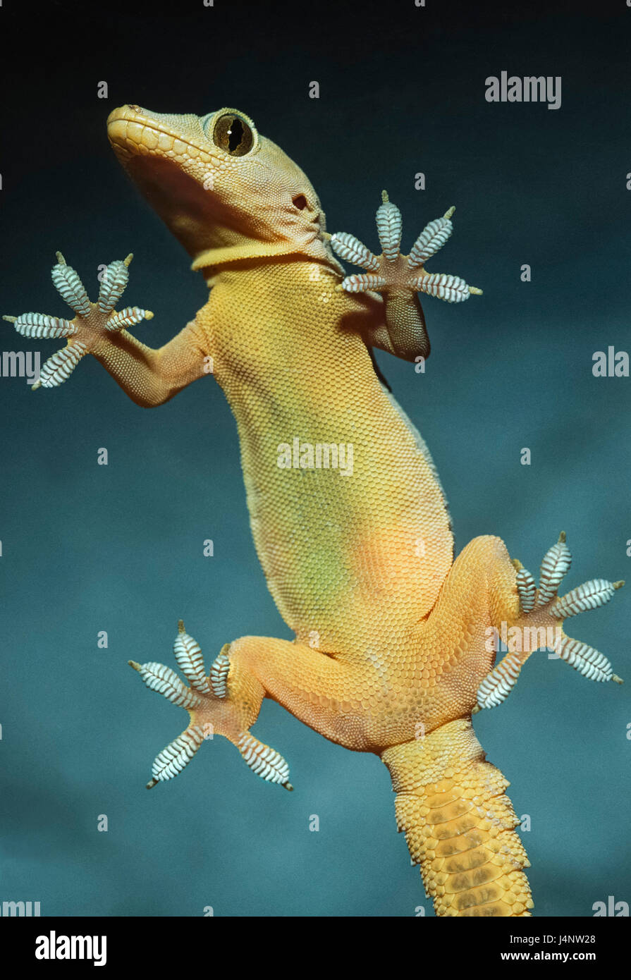 House Gecko, Hemidactylus frenatus, climbing up a glass window pane, Bharatpur, Rajasthan, India Stock Photo