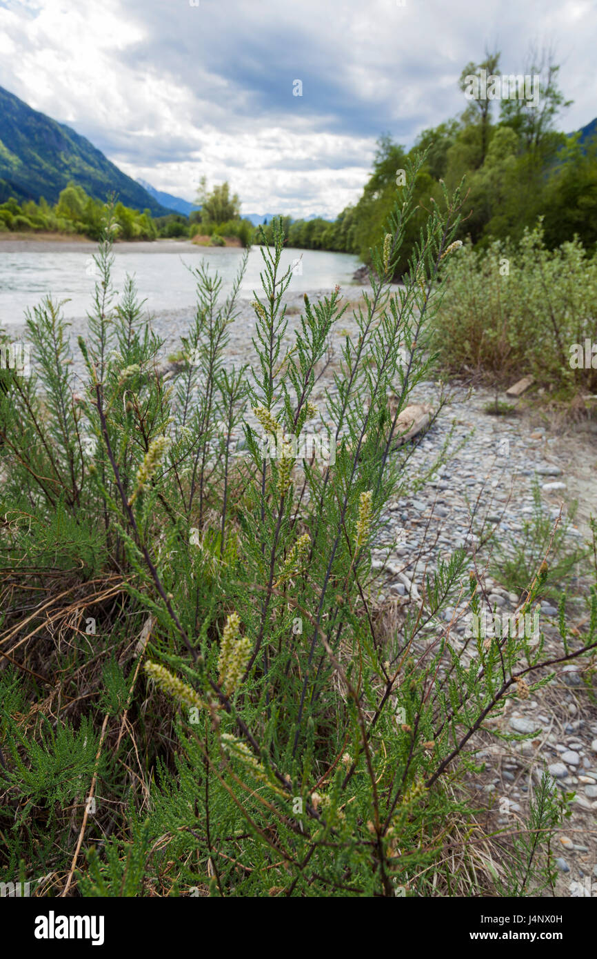 German tamarisk on the Drava River, Alps, Austria Stock Photo