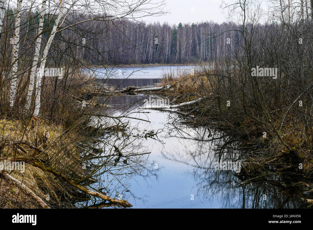 Spring by the lake in the forest in Russia Stock Photo - Alamy