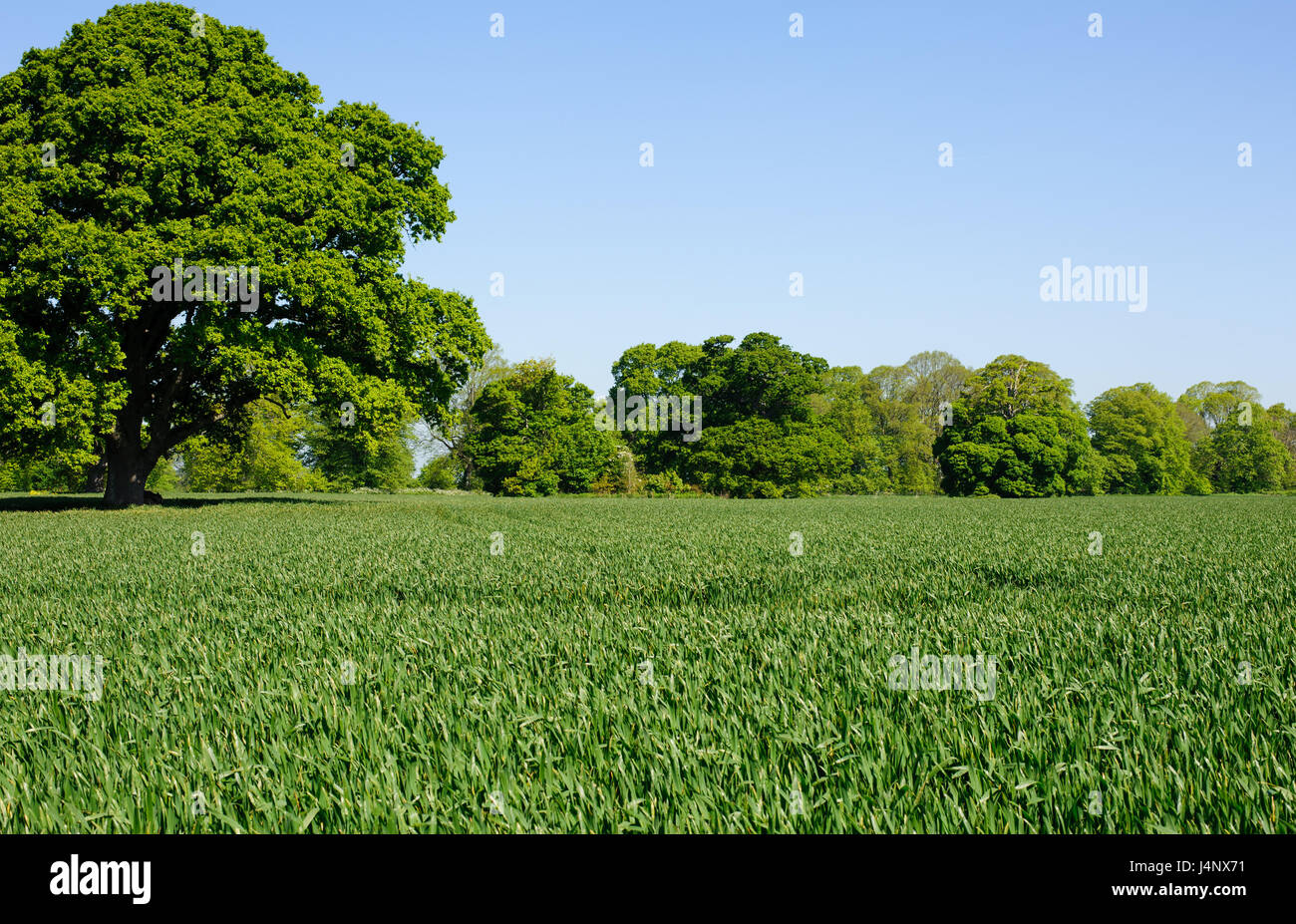 Sunny spring wheat field with acer tree on a sunny day Stock Photo