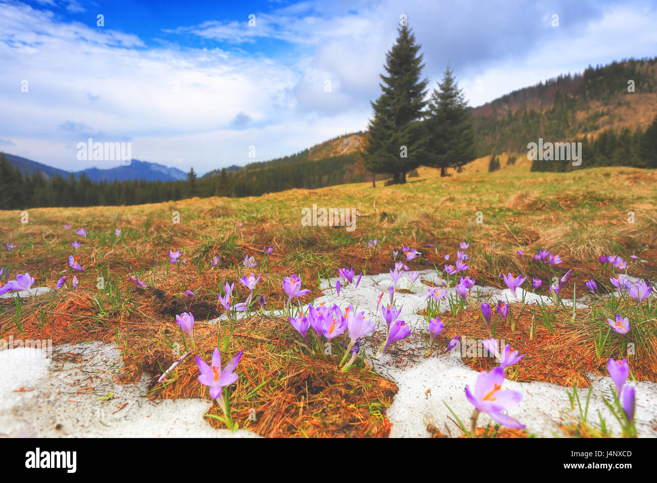 Spring landscape with crocuses. Valley with wild crocuses under blue sky. Beautiful spring background. Stock Photo