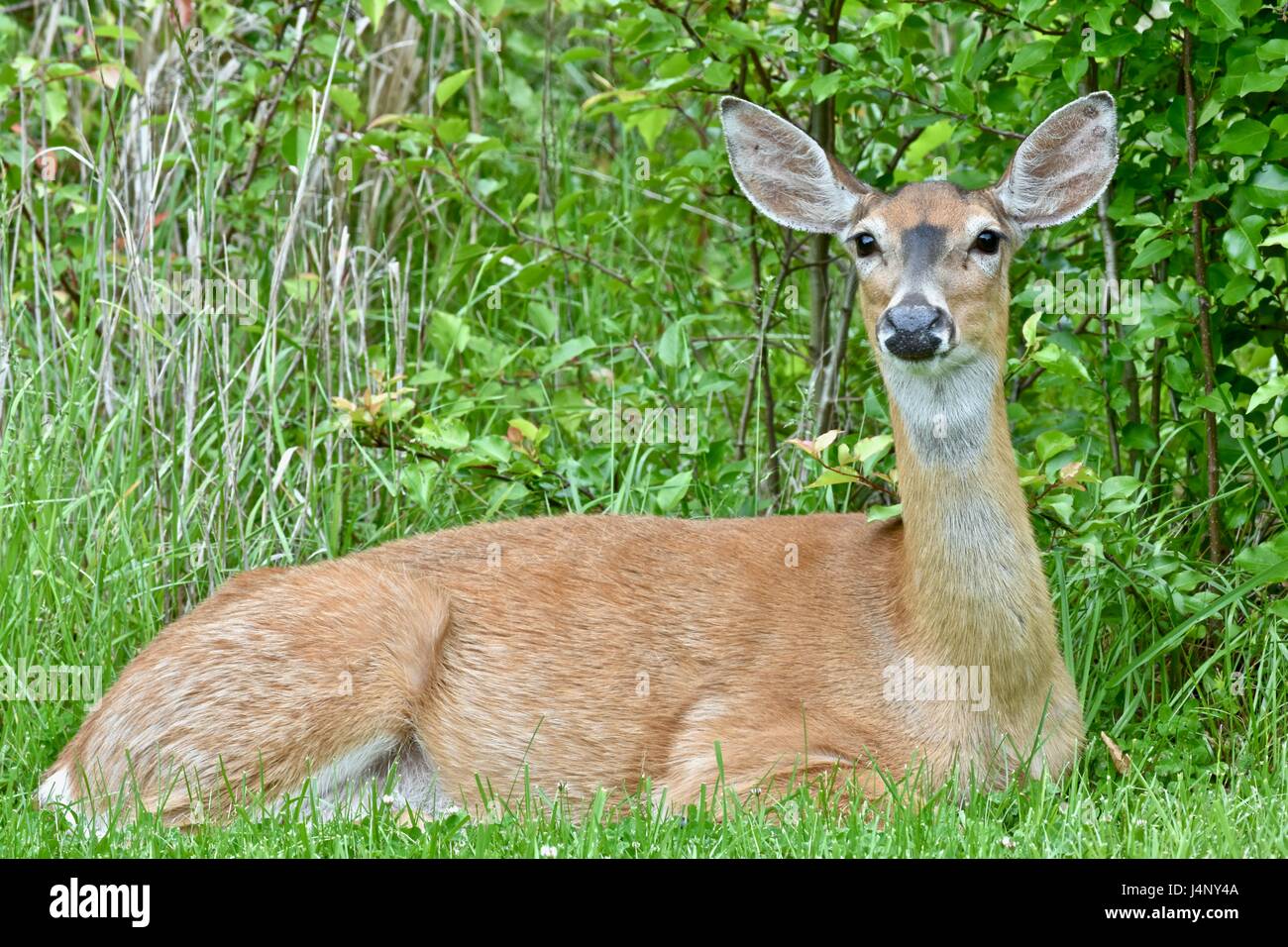 Deer laying down hires stock photography and images Alamy