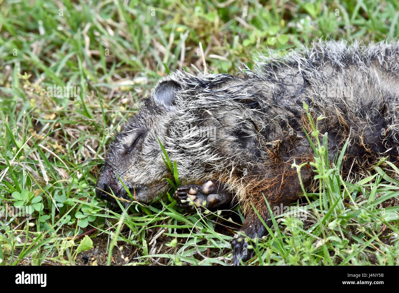 Dead groundhog (Marmota monax) laying in a grass field Stock Photo Alamy