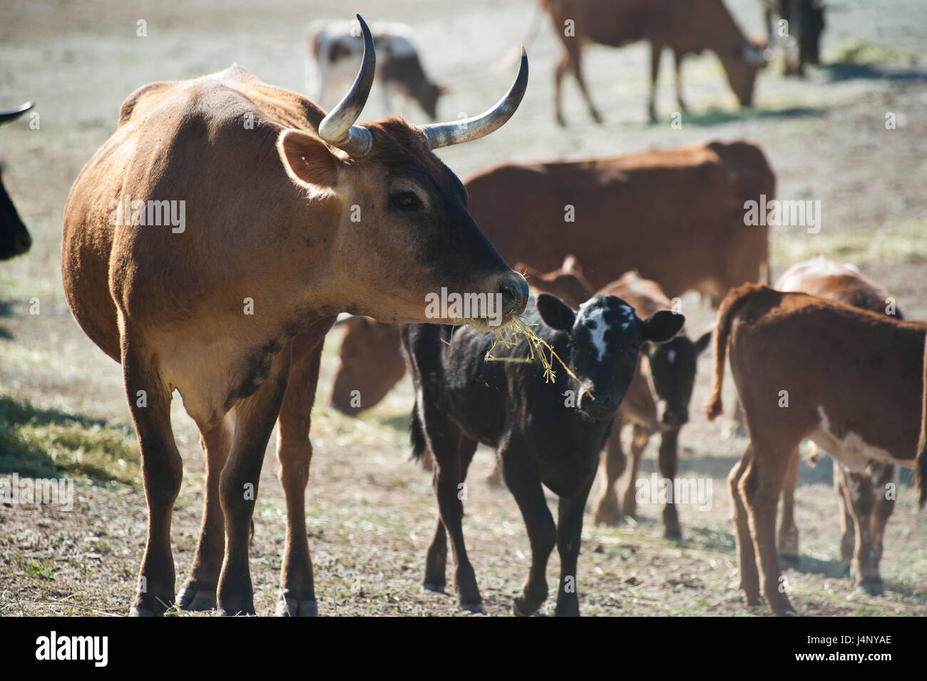 Cattle Round up and Calf Branding Stock Photo - Alamy