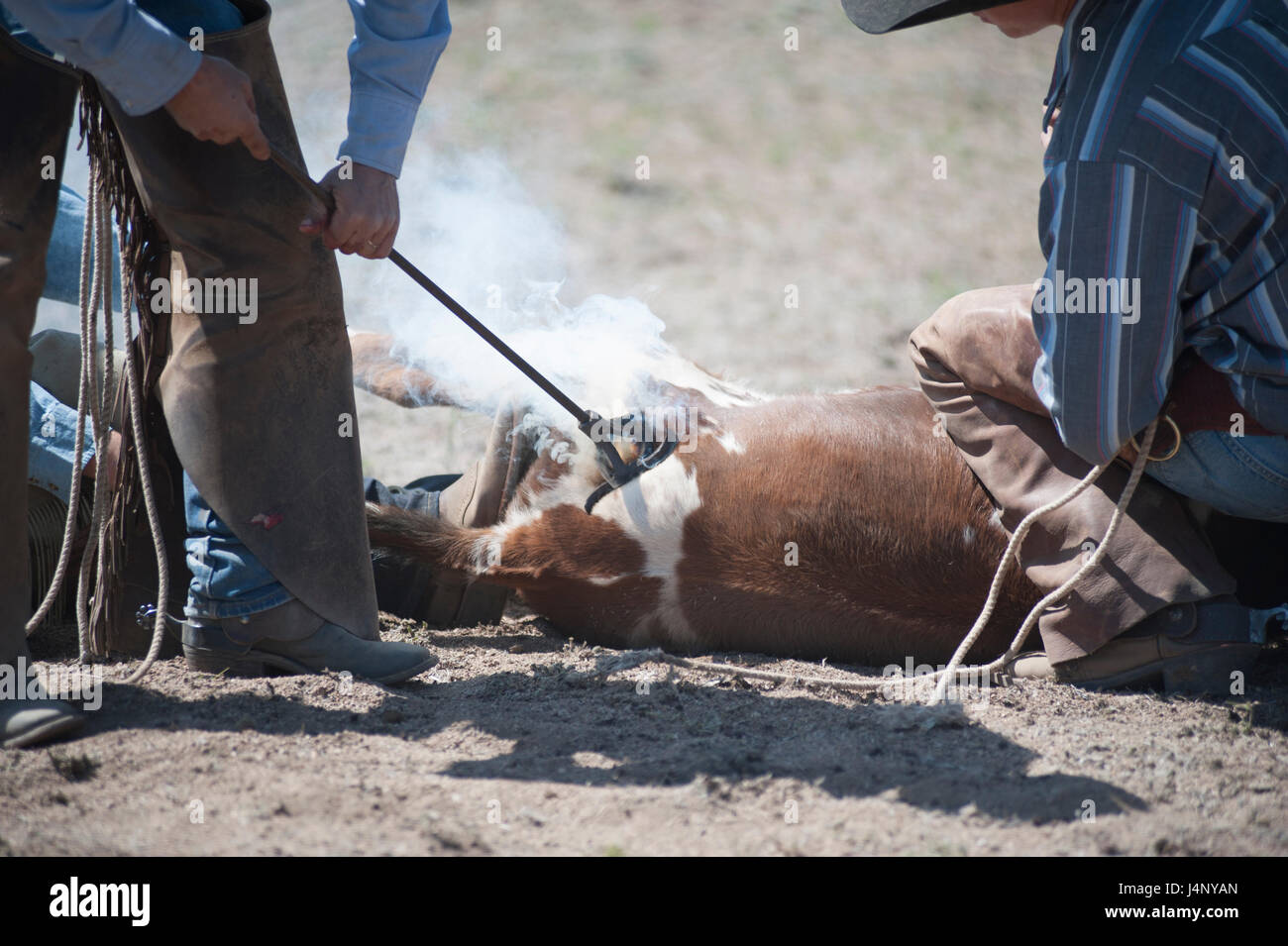 Cattle Round up and Calf Branding Stock Photo - Alamy
