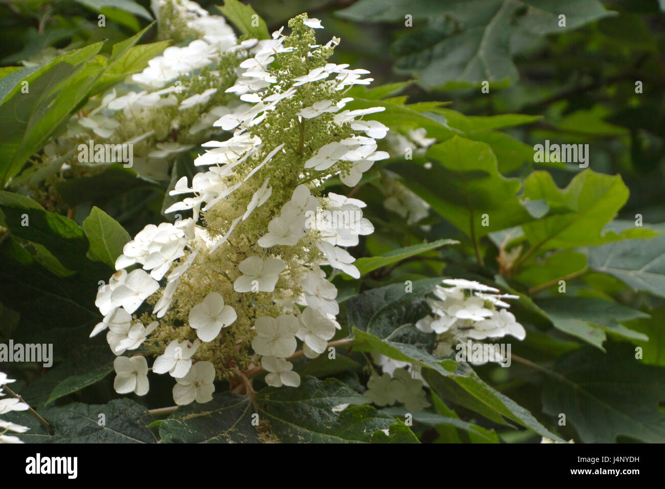 Close Up Of A Flowering Fire And Ice Hydrangea Plant Growing In The Stock Photo Alamy