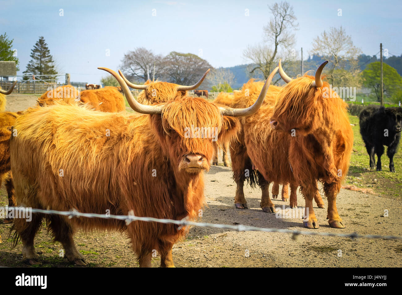 Long haired and horned Aberdeen Angus cows in a Scottish farm, Scotland