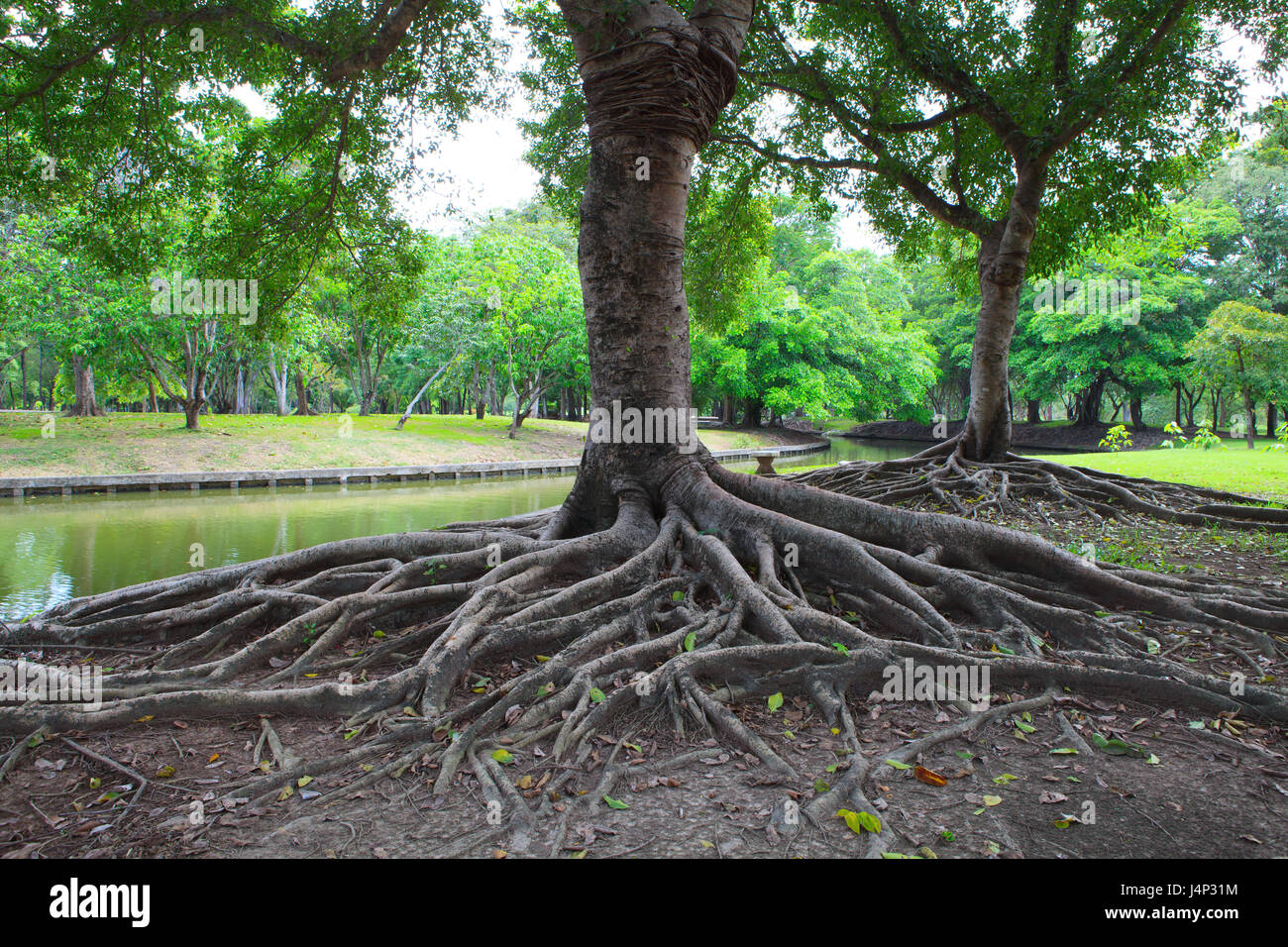 green leaves of bayan tree root and texture of bark in public park ...