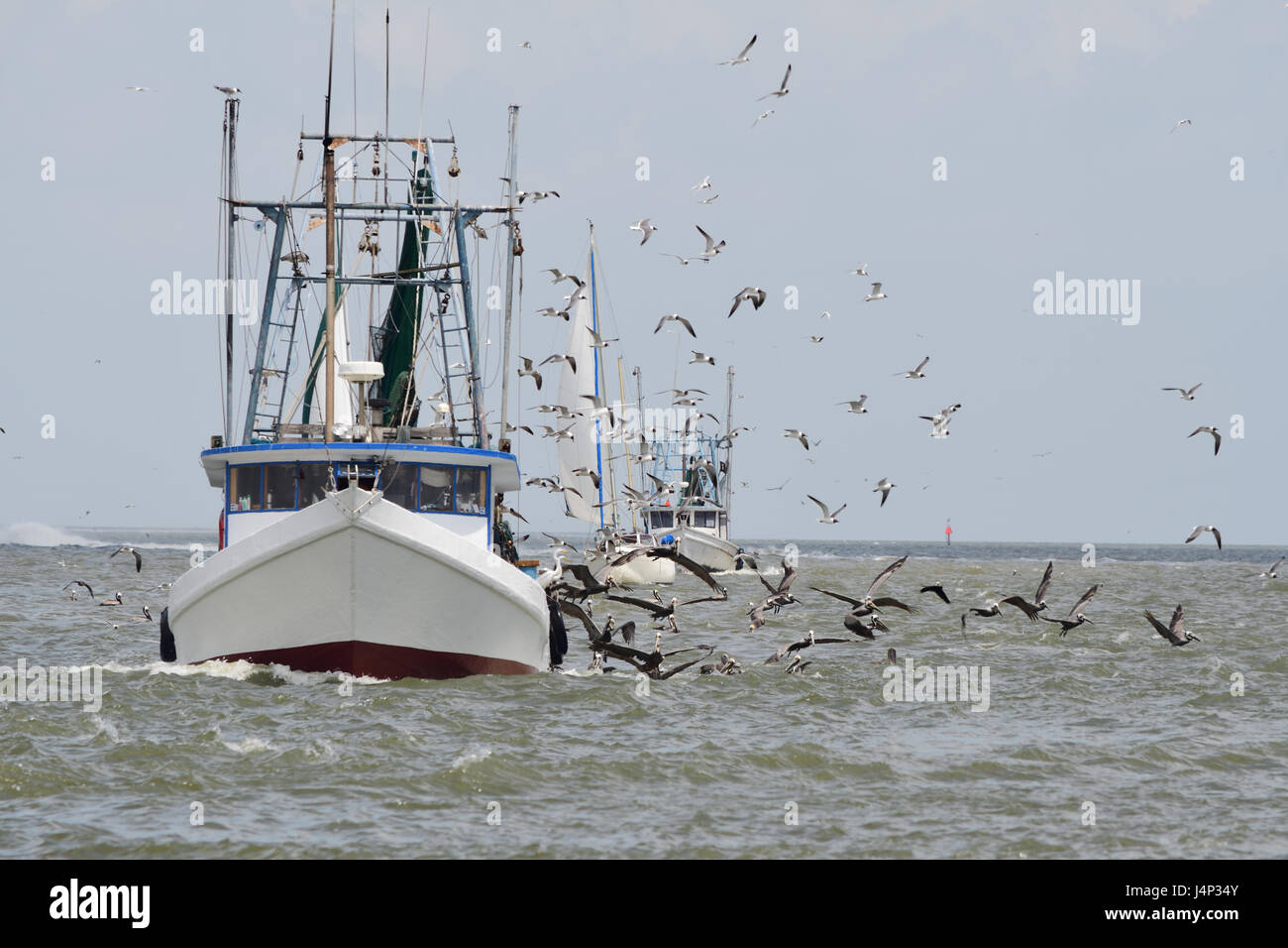 Fishing vessel and sailboats surrounded by sea birds Stock Photo