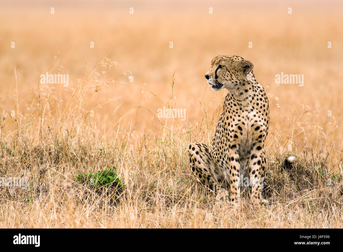 Cheetah (Acinonyx jubatus) sat looking for prey in short grass, Maasai Mara, Kenya Stock Photo