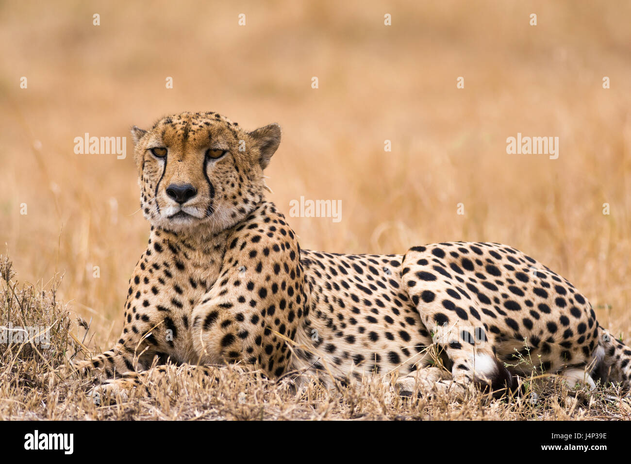 Cheetah (Acinonyx jubatus) resting on open savanna, Masai Mara National Game Park Reserve, Kenya, East Africa Stock Photo