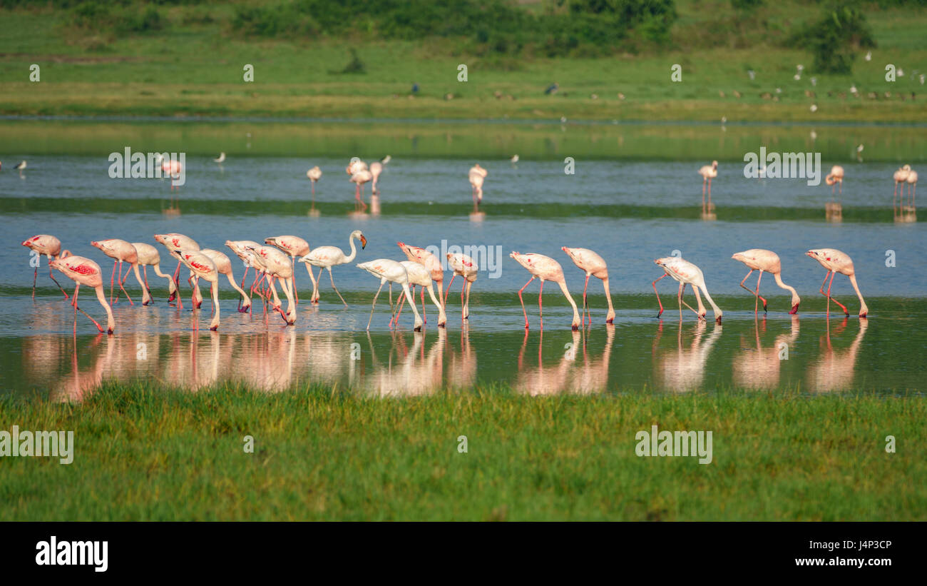 Group of flamingos at Lake Stock Photo