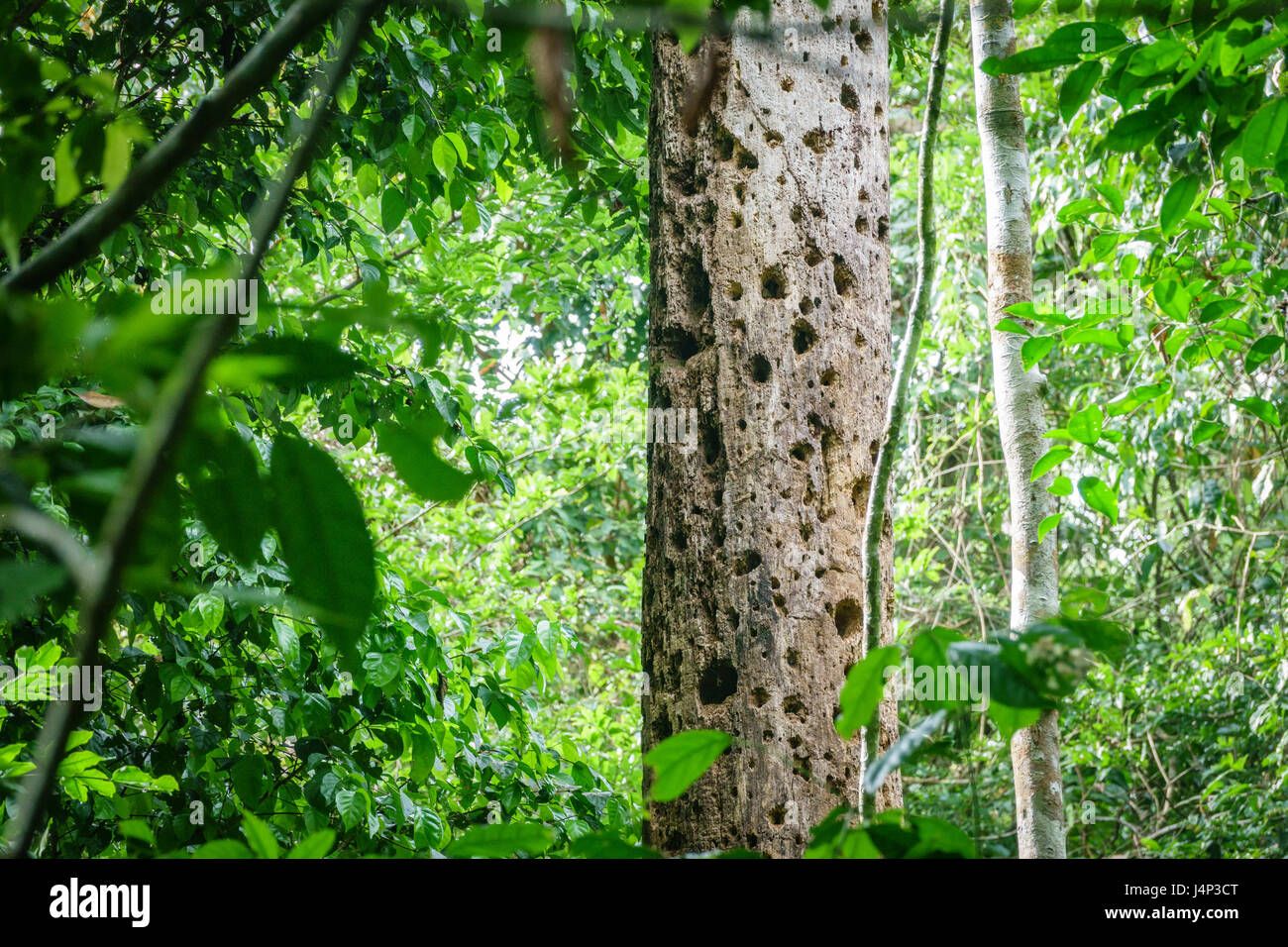 Woodpecker holes in tree Stock Photo Alamy