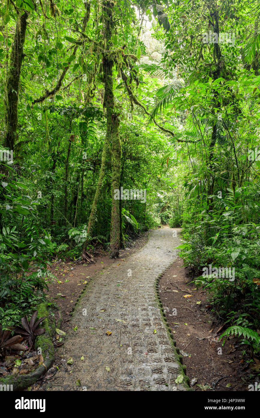 Stone path in rainforest Monteverde Costa Rica Stock Photo