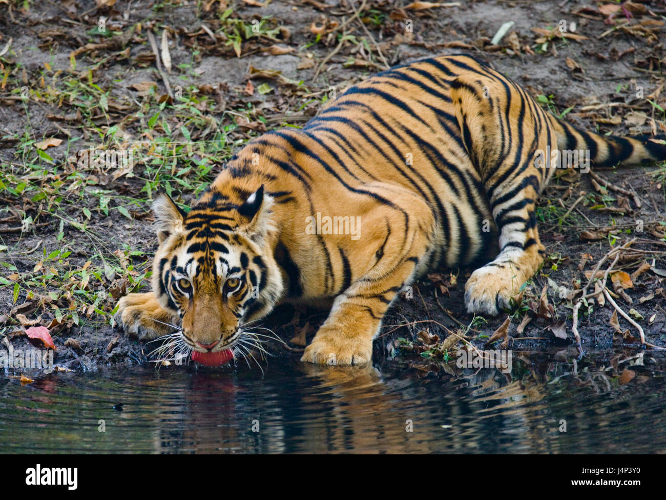 Wild Bengal Tiger drinking water from a pond in the jungle. India. Bandhavgarh National Park. Madhya Pradesh. Stock Photo