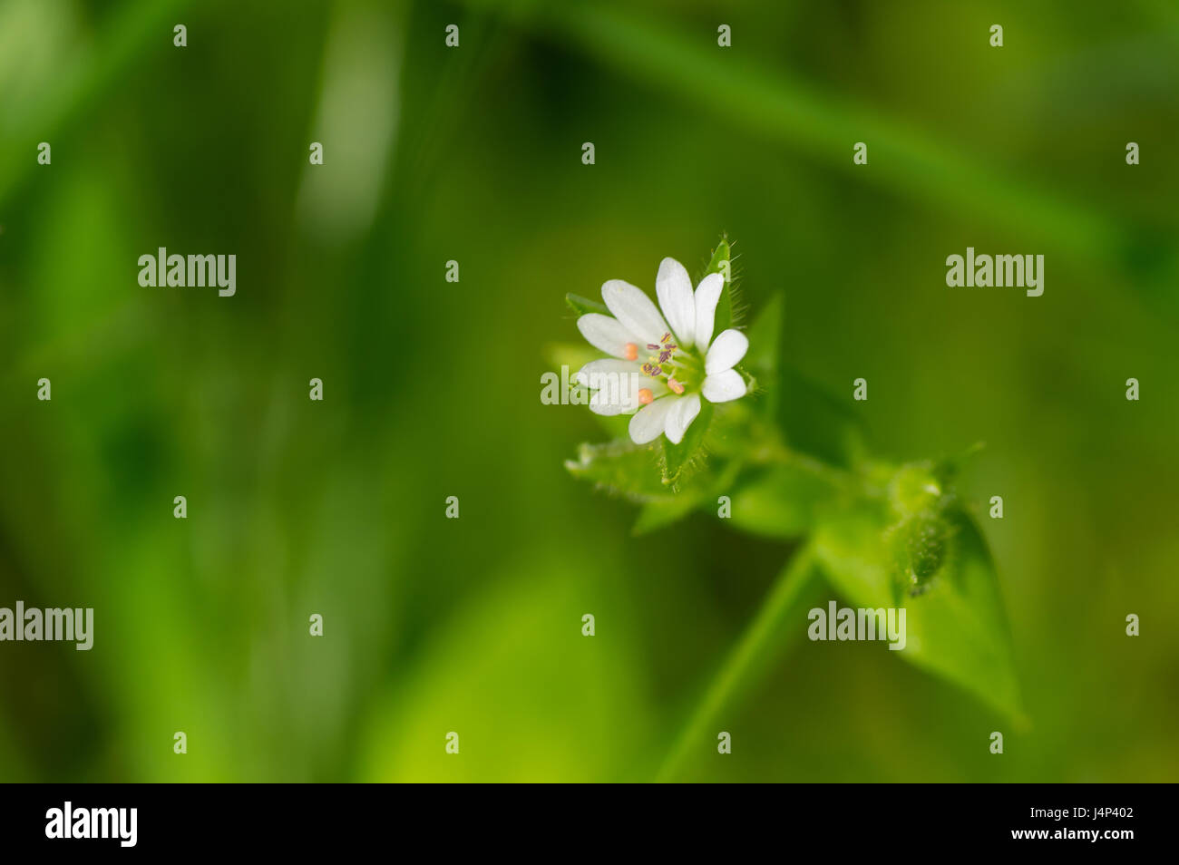 Wild Stellaria media weed plant in flowering time closeup Stock Photo