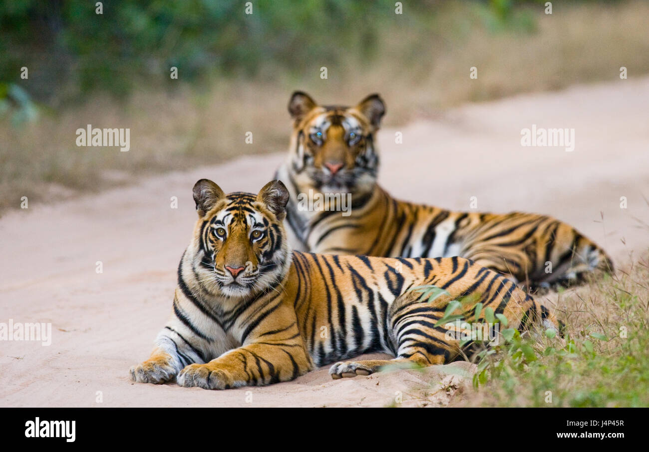 Two Bengal tiger lying on the road in the jungle. India. Bandhavgarh National Park. Madhya Pradesh. Stock Photo