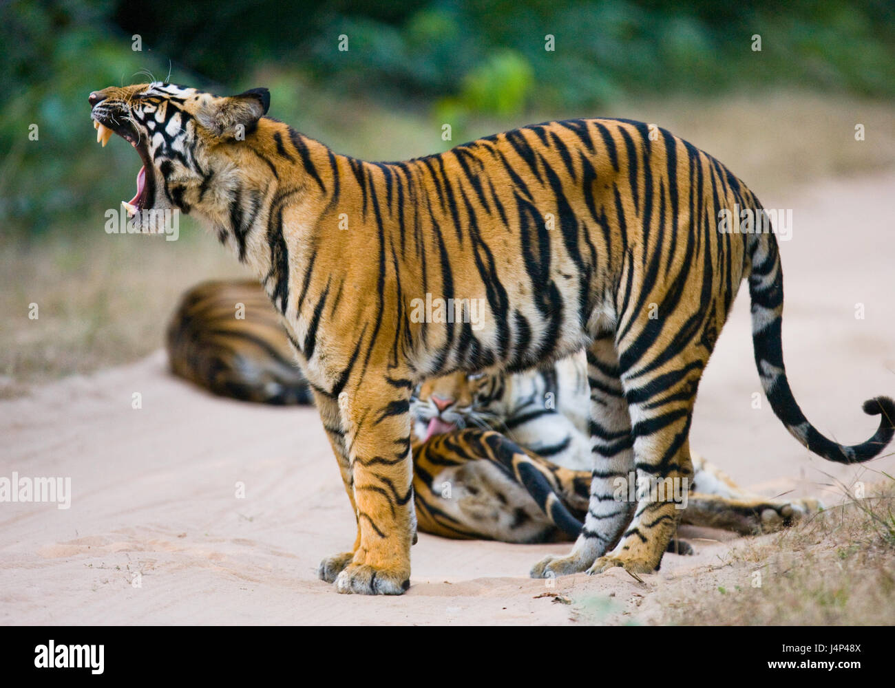 Group of wild tigers on the road. India. Bandhavgarh National Park. Madhya Pradesh. Stock Photo