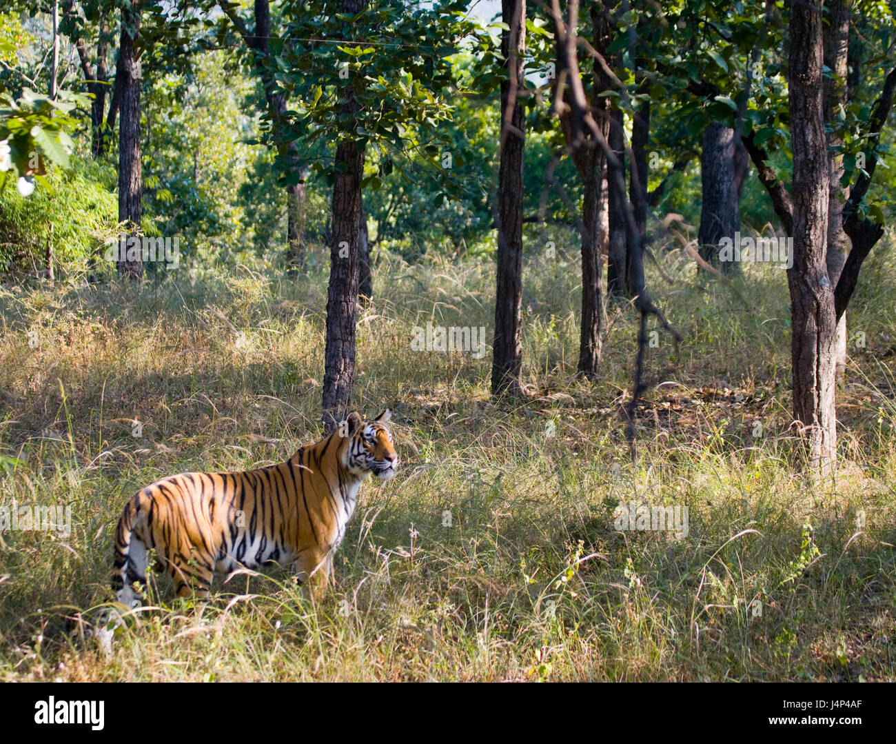 Wild tiger in the jungle. India. Bandhavgarh National Park. Madhya Pradesh. Stock Photo