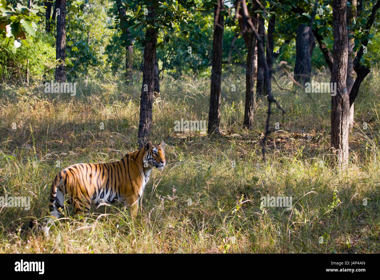 Wild tiger in the jungle. India. Bandhavgarh National Park. Madhya Pradesh. Stock Photo