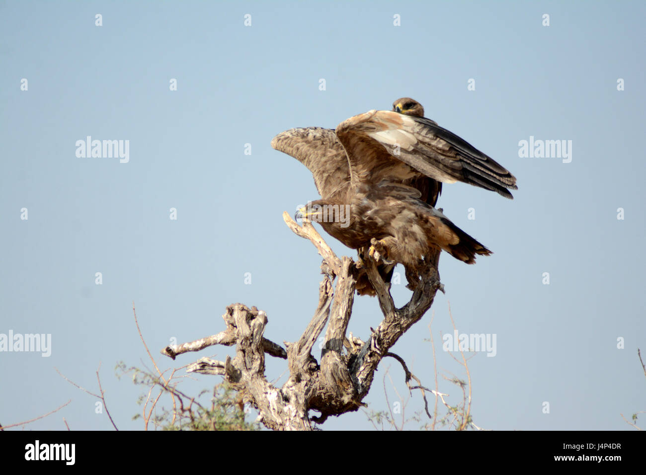 Steppe eagle inaction Stock Photo