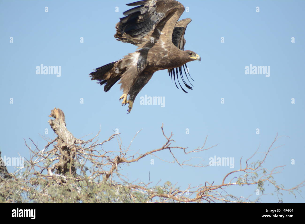 Steppe eagle inaction Stock Photo