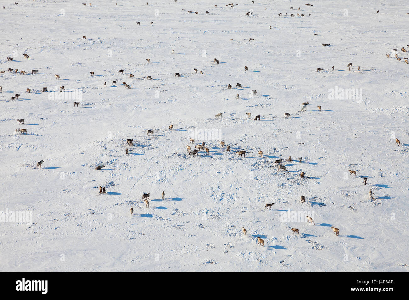 Deer in winter tundra, view from above Stock Photo