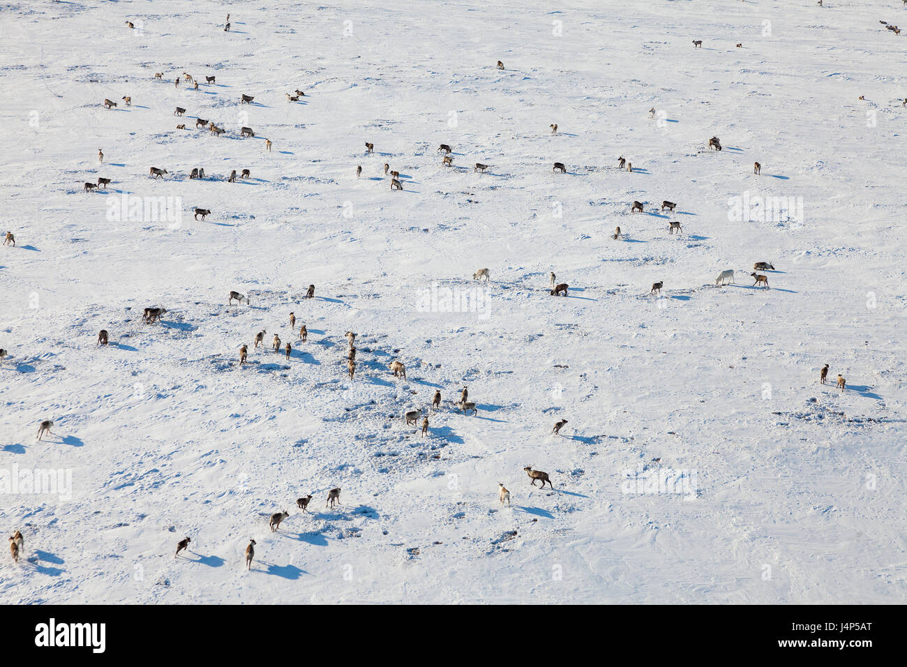 Deer in winter tundra, view from above Stock Photo