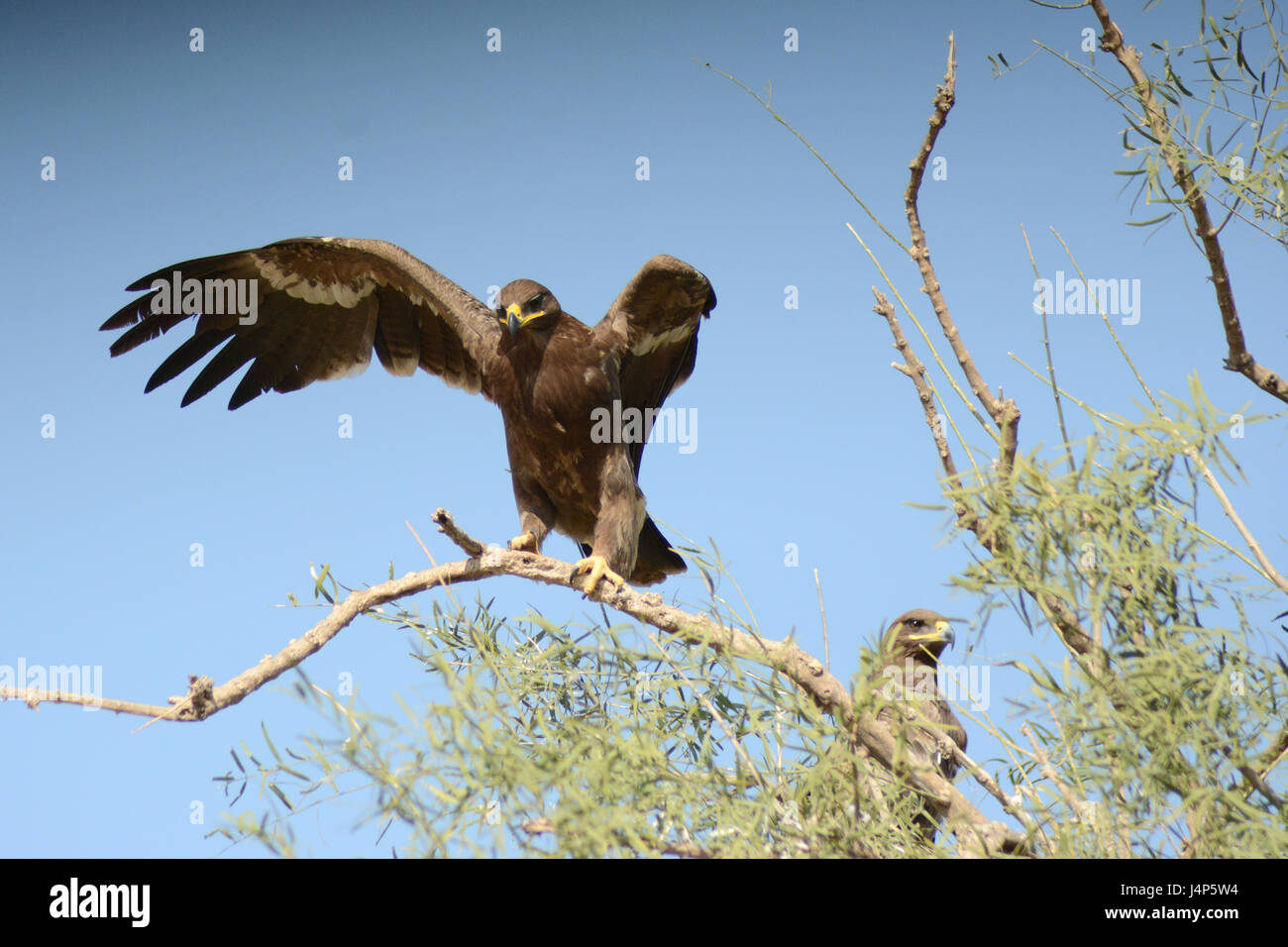 Steppe eagle  Aquila nipalensis Stock Photo