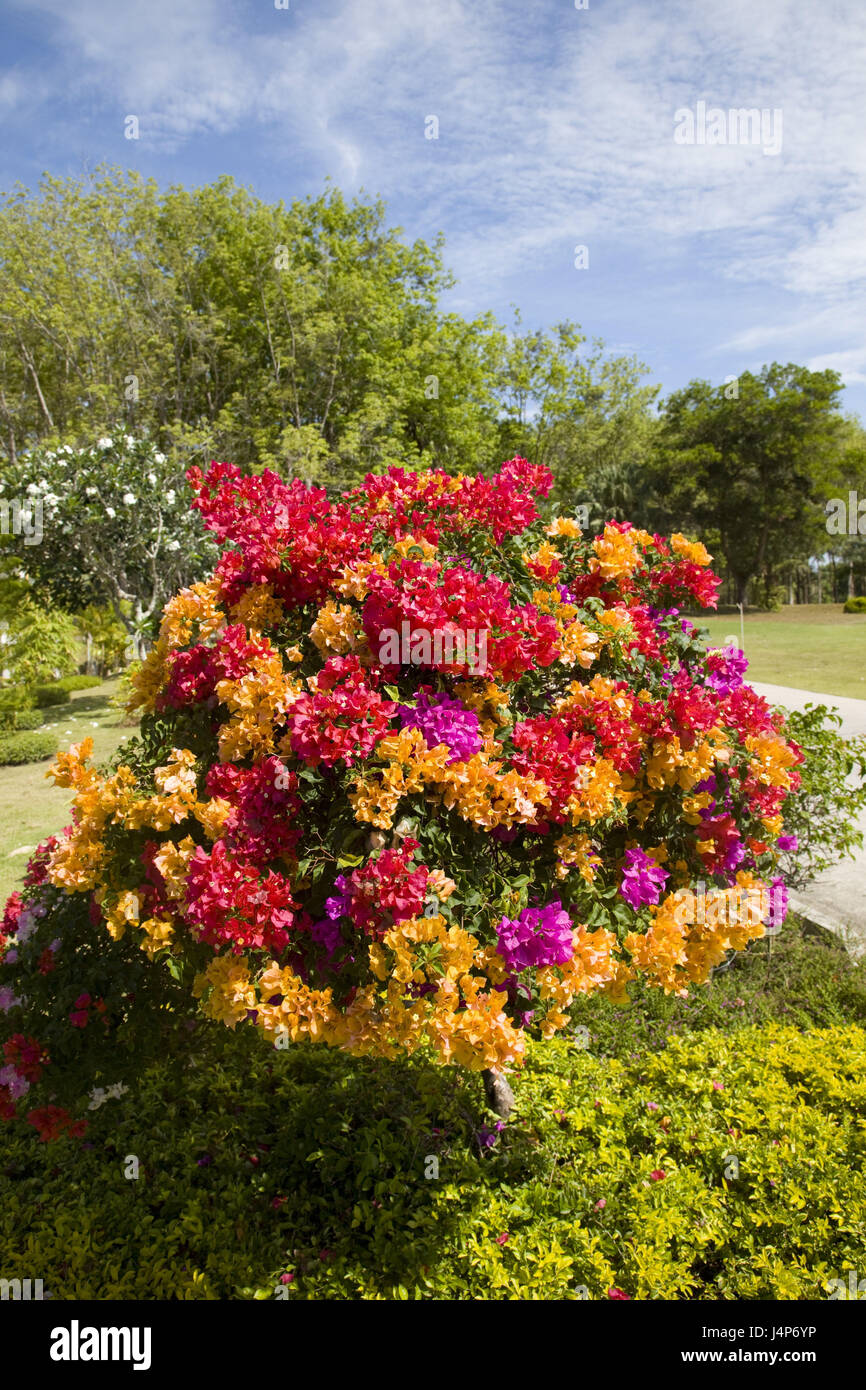 Thailand, park, bougainvillaea, flowerage, Stock Photo